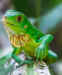 Sản Phẩm Rồng Nam Mỹ Xanh Lá - Green Iguana 1