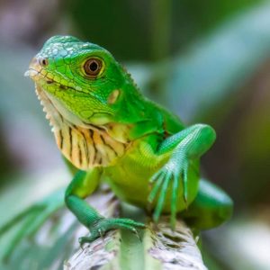 Sản Phẩm Rồng Nam Mỹ Xanh Lá - Green Iguana 1