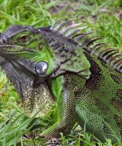 Sản Phẩm Rồng Nam Mỹ Xanh Lá - Green Iguana 10