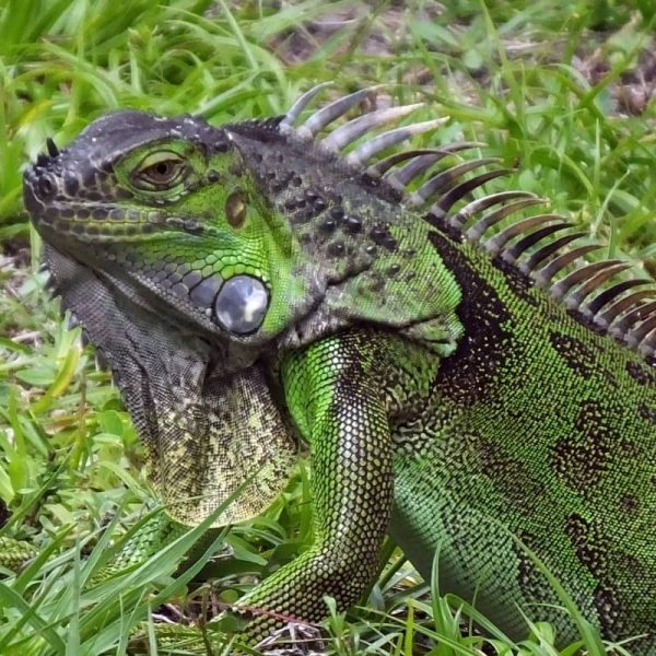 Sản Phẩm Rồng Nam Mỹ Xanh Lá - Green Iguana 10