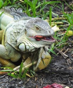 Sản Phẩm Rồng Nam Mỹ Xanh Lá - Green Iguana 2