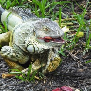 Sản Phẩm Rồng Nam Mỹ Xanh Lá - Green Iguana 2