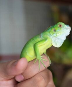 Sản Phẩm Rồng Nam Mỹ Xanh Lá - Green Iguana 3