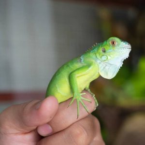 Sản Phẩm Rồng Nam Mỹ Xanh Lá - Green Iguana 3