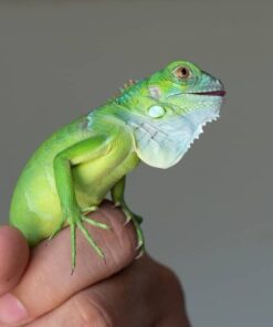 Sản Phẩm Rồng Nam Mỹ Xanh Lá - Green Iguana 4