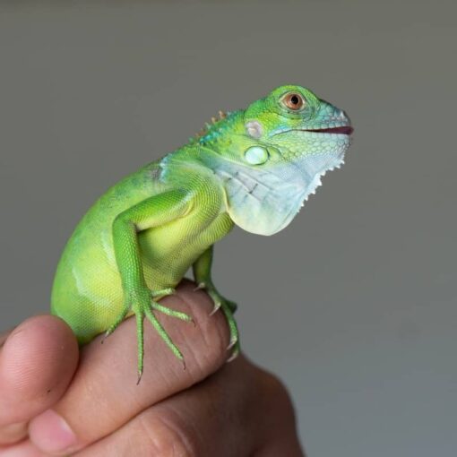 Sản Phẩm Rồng Nam Mỹ Xanh Lá - Green Iguana 4