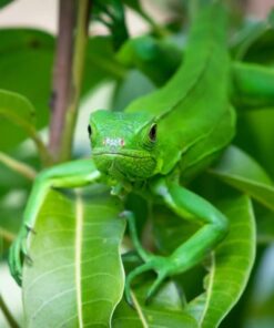 Sản Phẩm Rồng Nam Mỹ Xanh Lá - Green Iguana 5