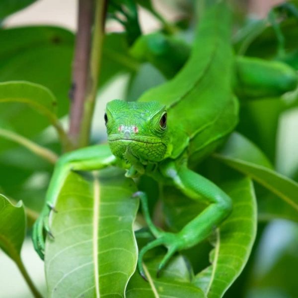 Sản Phẩm Rồng Nam Mỹ Xanh Lá - Green Iguana 5