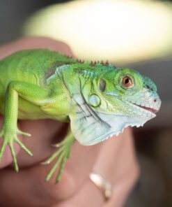 Sản Phẩm Rồng Nam Mỹ Xanh Lá - Green Iguana 6