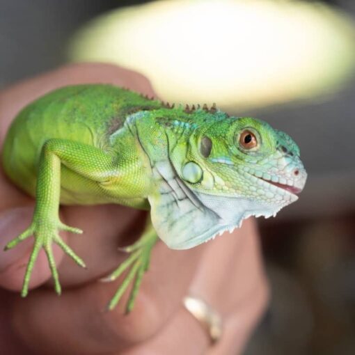 Sản Phẩm Rồng Nam Mỹ Xanh Lá - Green Iguana 6