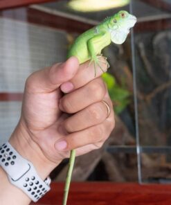 Sản Phẩm Rồng Nam Mỹ Xanh Lá - Green Iguana 7