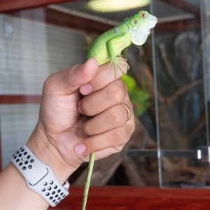 Sản Phẩm Rồng Nam Mỹ Xanh Lá - Green Iguana 7