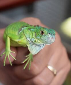 Sản Phẩm Rồng Nam Mỹ Xanh Lá - Green Iguana 8