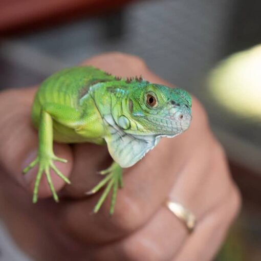 Sản Phẩm Rồng Nam Mỹ Xanh Lá - Green Iguana 8