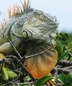 Sản Phẩm Rồng Nam Mỹ Xanh Lá - Green Iguana 9