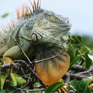 Sản Phẩm Rồng Nam Mỹ Xanh Lá - Green Iguana 9