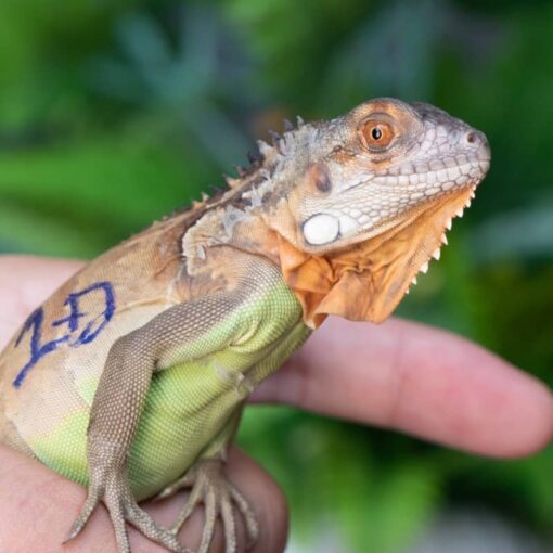 Rồng Nam Mỹ Đỏ - Red Iguana 1