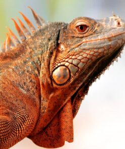 Rồng Nam Mỹ Đỏ - Red Iguana 10