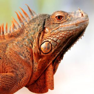 Rồng Nam Mỹ Đỏ - Red Iguana 10