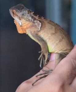 Rồng Nam Mỹ Đỏ - Red Iguana 2