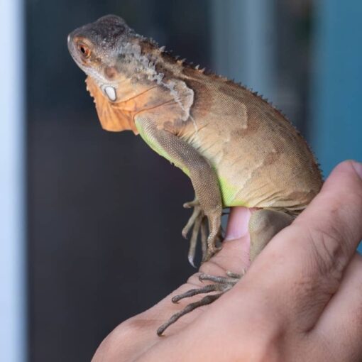 Rồng Nam Mỹ Đỏ - Red Iguana 2