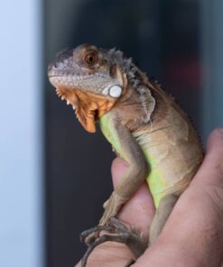 Rồng Nam Mỹ Đỏ - Red Iguana 3