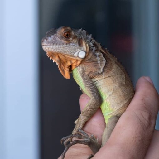 Rồng Nam Mỹ Đỏ - Red Iguana 3