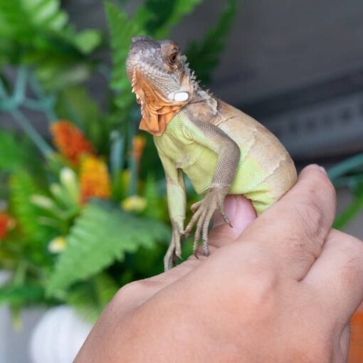 Rồng Nam Mỹ Đỏ - Red Iguana 4