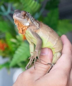 Rồng Nam Mỹ Đỏ - Red Iguana 5