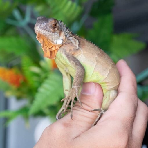 Rồng Nam Mỹ Đỏ - Red Iguana 5