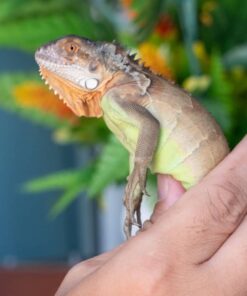 Rồng Nam Mỹ Đỏ - Red Iguana 6