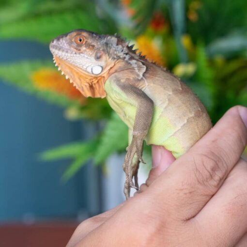 Rồng Nam Mỹ Đỏ - Red Iguana 6