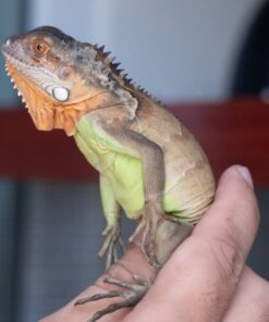 Rồng Nam Mỹ Đỏ - Red Iguana 8