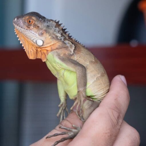 Rồng Nam Mỹ Đỏ - Red Iguana 8