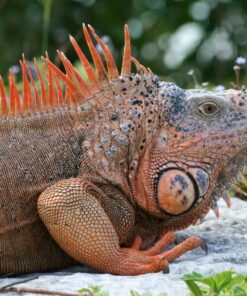 Rồng Nam Mỹ Đỏ - Red Iguana 9