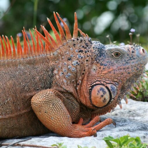 Rồng Nam Mỹ Đỏ - Red Iguana 9