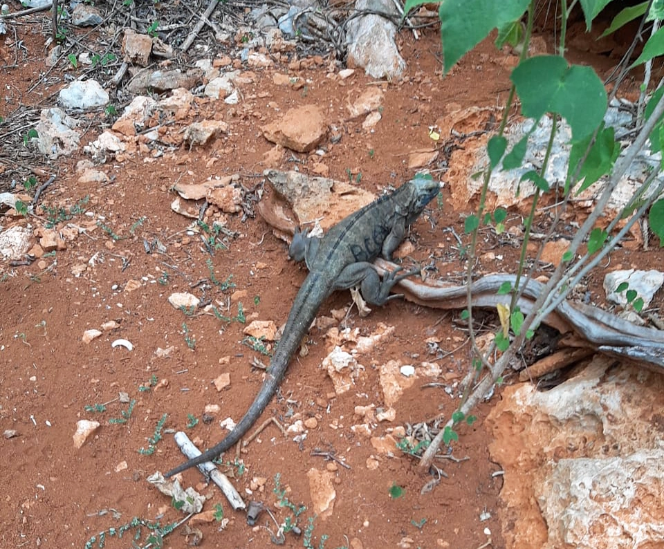 Thành công bảo tồn Rồng Nam Mỹ Đá Jamaica 19