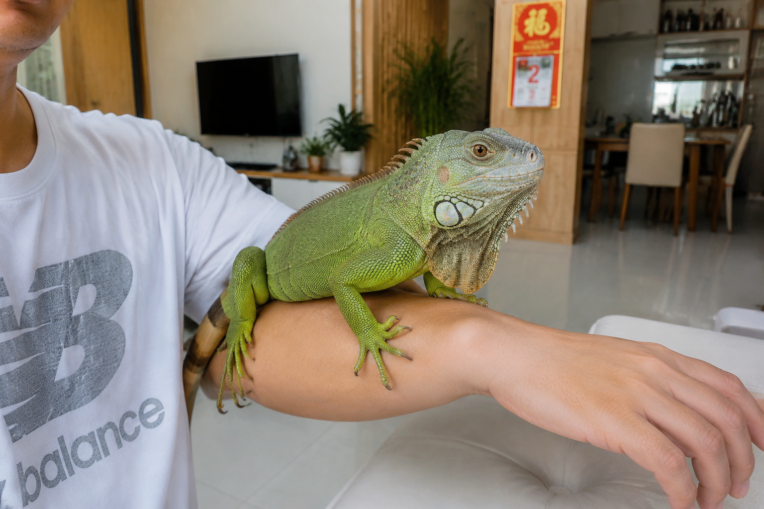 Hướng Dẫn Pháp Lý Khi Nuôi Rồng Nam Mỹ Tại Việt Nam 4 Nuôi Rồng Nam Mỹ làm thú cưng hợp pháp tại nhà ở Việt Nam
